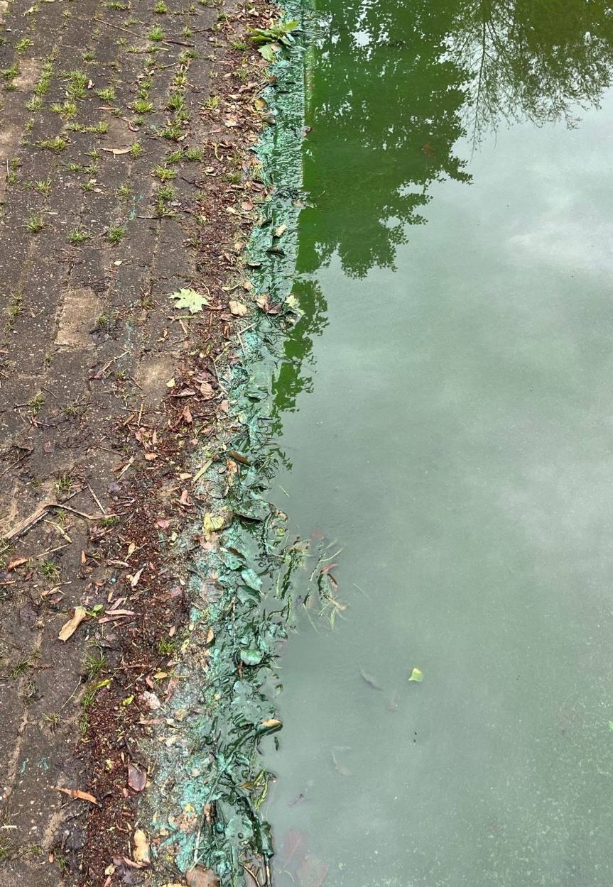 Blaualgen Vordersee