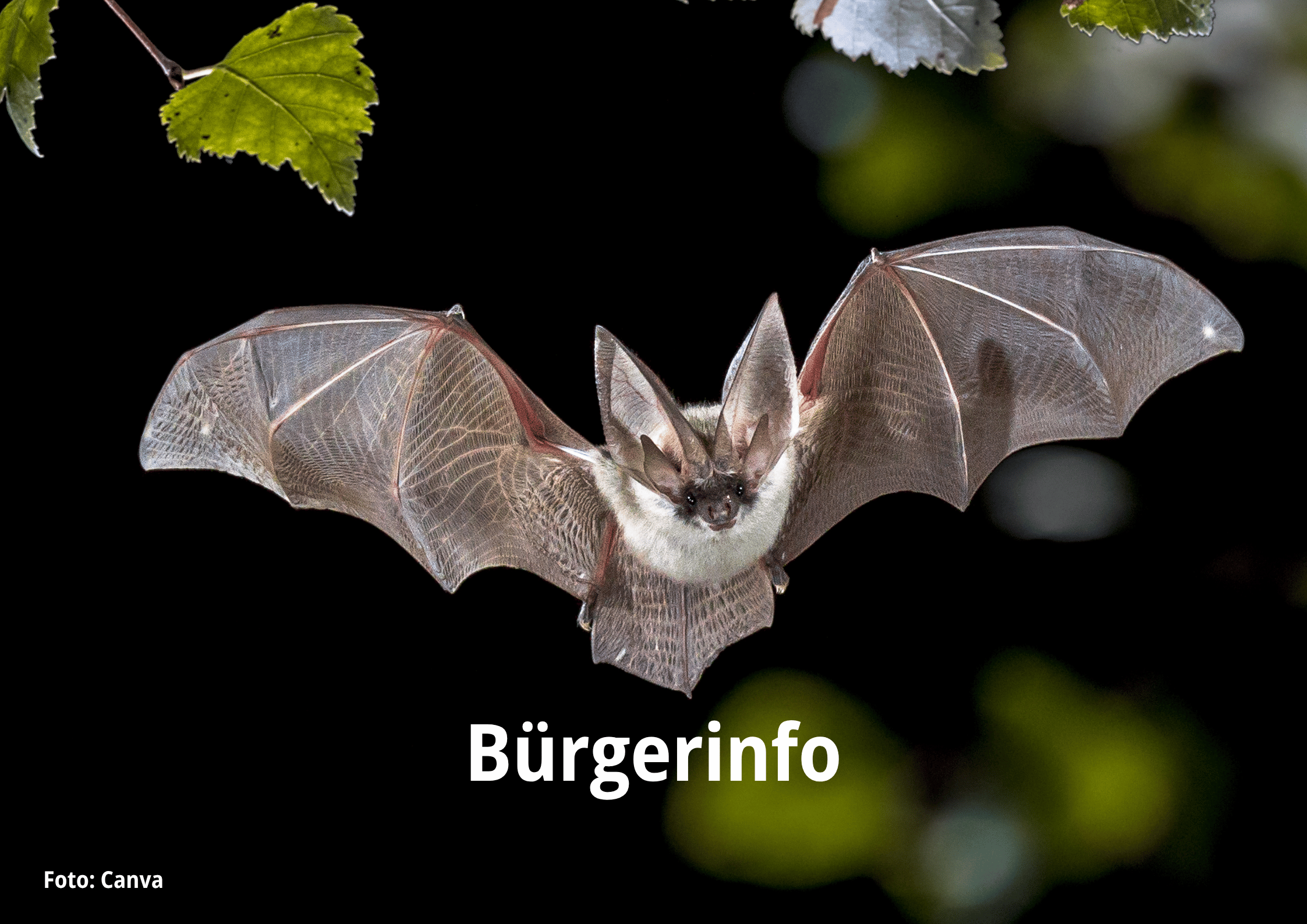 Buergerinfo1